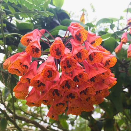 Nasiona Lilii Zwisającej - Bomarea Multiflora