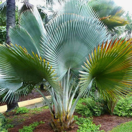 Nasiona Palmy Olbrzymiej Yarey - Copernicia Fallaensis