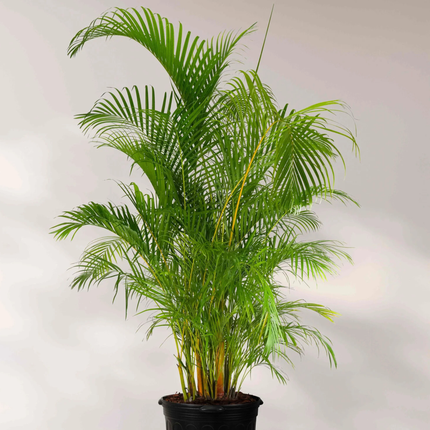 Nasiona Palmy Areki - Dypsis Lutescens