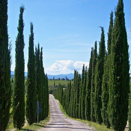 Nasiona Cyprysa Wiecznie Zielonego - Cupressus Sempervirens