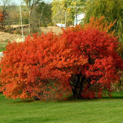 Nasiona Klonu Ginnala - Acer Ginnala