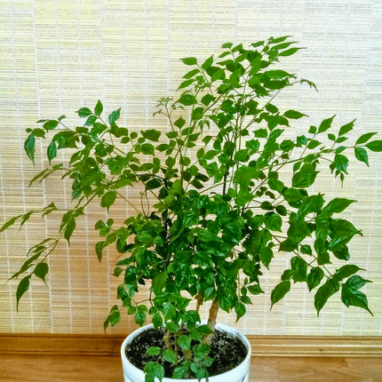 Nasiona Nikotynowca - Radermachera Sinica
