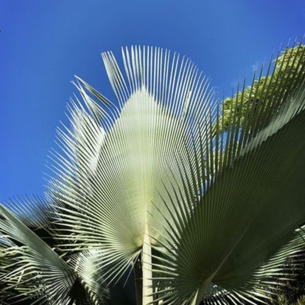 Nasiona Palmy Olbrzymiej Yarey - Copernicia Fallaensis