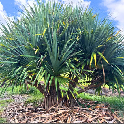 Nasiona Pandana Trwałego - Pandanus Utilis