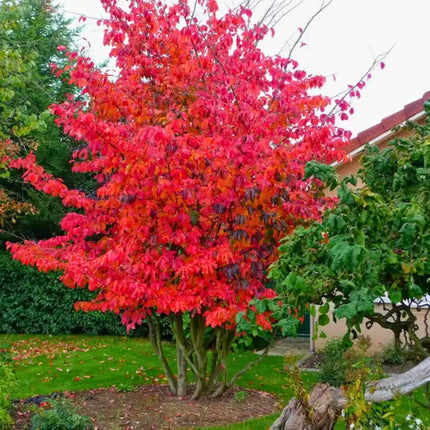Nasiona Klonu Ginnala - Acer Ginnala