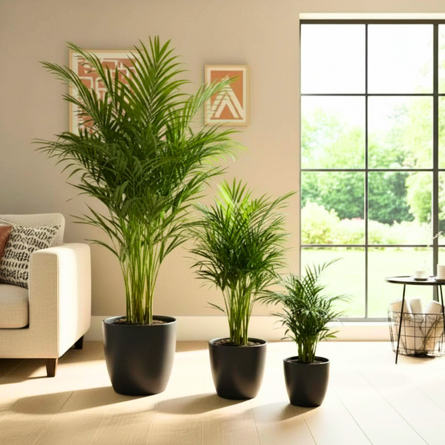 Nasiona Palmy Areki - Dypsis Lutescens