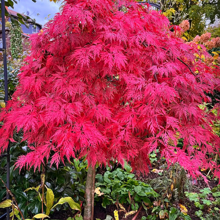 Nasiona Klonu Palmowego Czerwonolisnego - Acer Palmatum 'Atropurpureum'