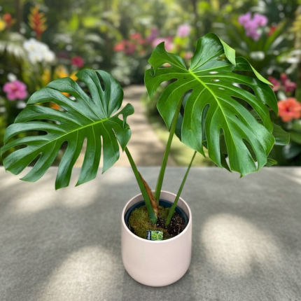 Nasiona Monstery Dziurawej - Monstera Deliciosa