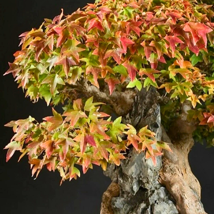 Nasiona Klonu Trójzębnego - Acer Buergerianum