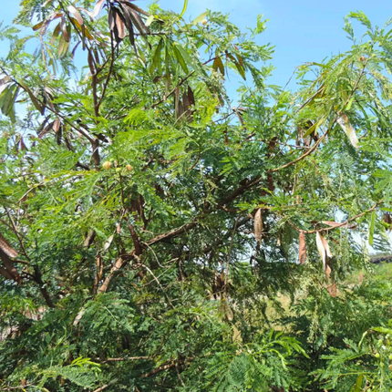 Nasiona Albicji Niopoides - Albizia Niopoides