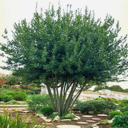 Nasiona Liścia Laurowego – Laurus Nobilis