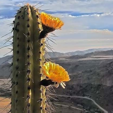 Nasiona Kaktusa Andyjskiego - Corryocactus Brevistylus