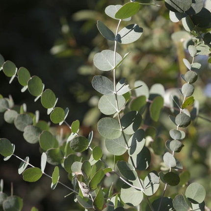 Nasiona Eukaliptusa Gałkowego - Eucalyptus Globulus