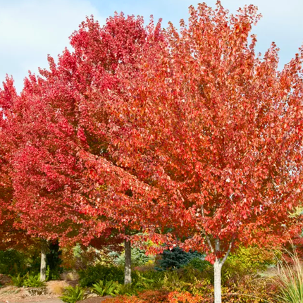 Nasiona Klonu Trójzębnego - Acer Buergerianum