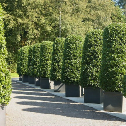 Nasiona Liścia Laurowego – Laurus Nobilis