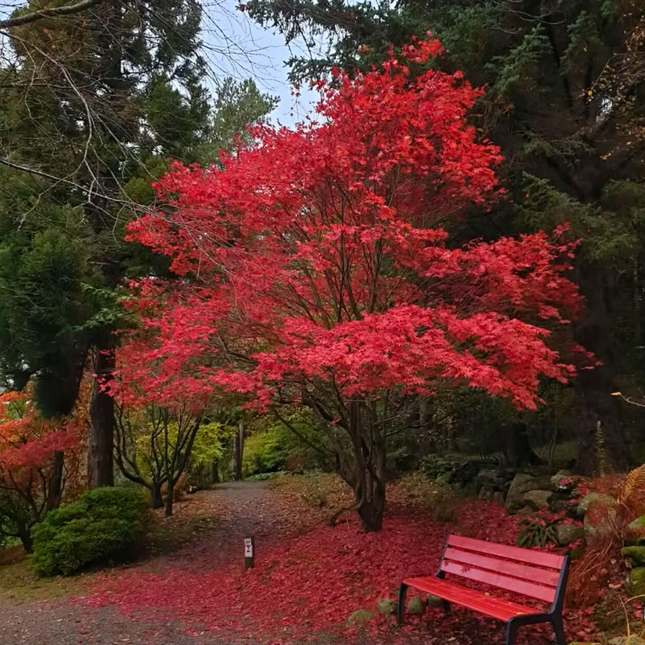 Nasiona Klonu Palmowego Czerwonolisnego - Acer Palmatum 'Atropurpureum'