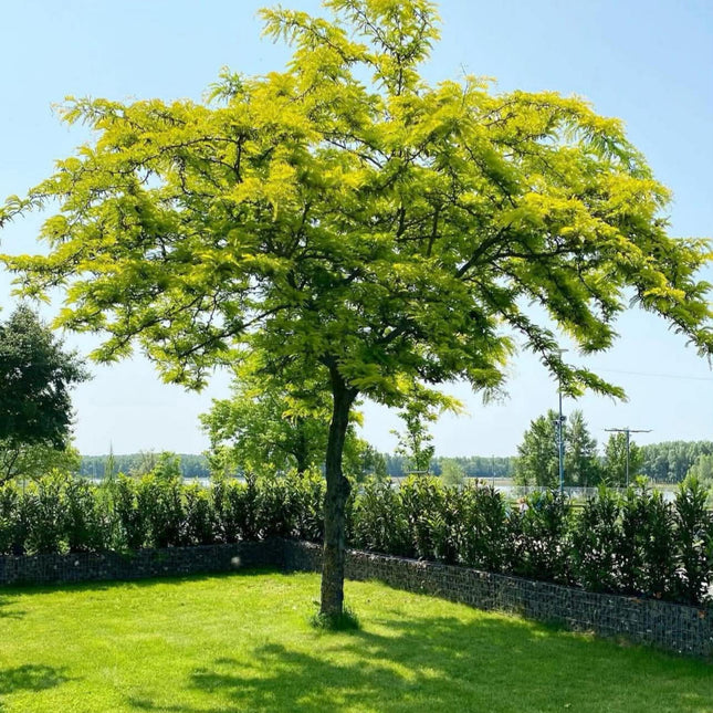 Nasiona Glediczji Trójcierniowej - Gleditsia Triacanthos
