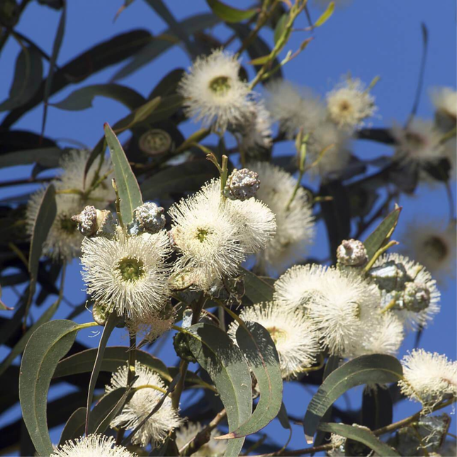 Nasiona Eukaliptusa Gałkowego - Eucalyptus Globulus