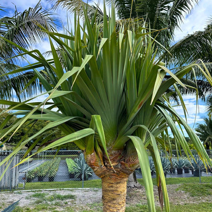 Nasiona Pandana Trwałego - Pandanus Utilis