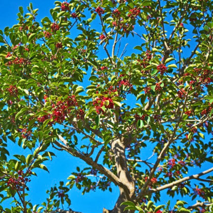 Nasiona Yerba Mate - Ilex Paraguariensis