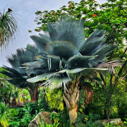 Nasiona Palmy Olbrzymiej Yarey - Copernicia Fallaensis