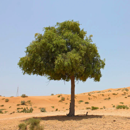 Nasiona Jadłoszynu Khejri - Prosopis Cineraria