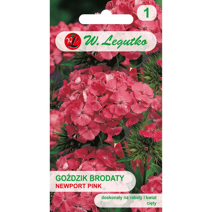Goździk brodaty Newport Pink różowy - Dianthus barbatus