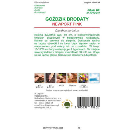 Goździk brodaty Newport Pink różowy - Dianthus barbatus