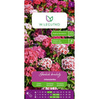 Goździk brodaty mieszanka - Dianthus barbatus