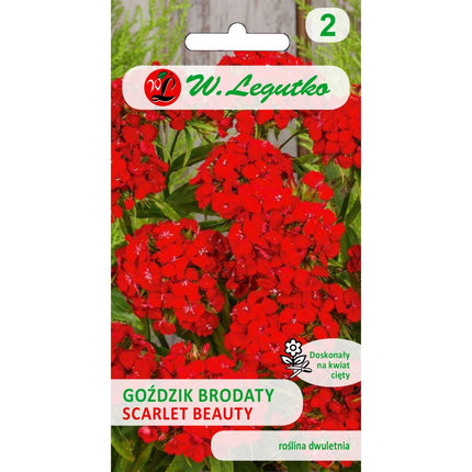 Goździk brodaty Scarlet Beauty czerwony - Dianthus barbatus