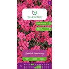 Goździk kropkowany czerwony - Dianthus deltoides