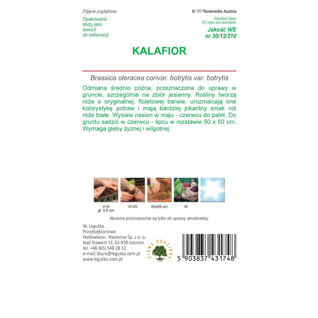 Kalafior Di Sicilia Violetto - Brassica oleracea var. botrytis