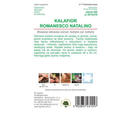 Kalafior Romanesco Natalino - Brassica oleracea var. botrytis