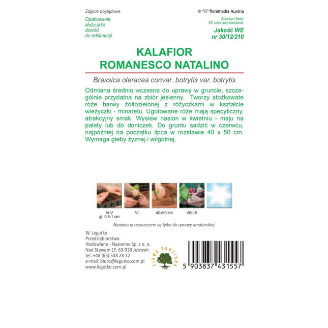 Kalafior Romanesco Natalino - Brassica oleracea var. botrytis