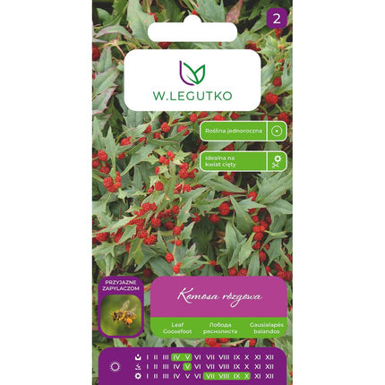 Komosa rózgowa czerwona - Chenopodium foliosum