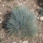 Kostrzewa sina Festuca glauca – okrągła, srebrzystoniebieska kępa na żwirze