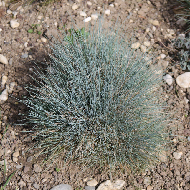 Kostrzewa sina Festuca glauca – okrągła, srebrzystoniebieska kępa na żwirze