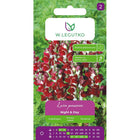 Lwia paszcza niska Night & Day - Antirrhinum majus