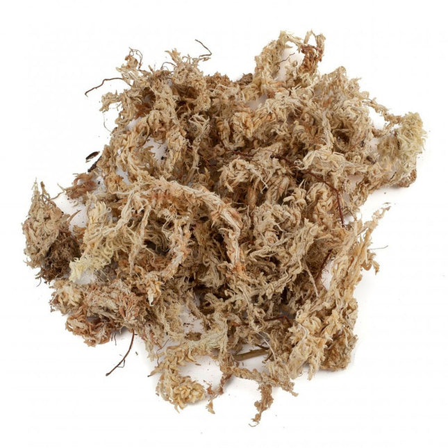 Besgrow Chilean Sphagnum Moss 5 kg – chilijski mech torfowiec (żółty)