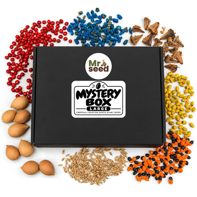 Mystery Box Large – nasiona roślin egzotycznych mr.seed