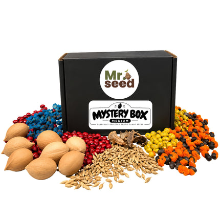 Mystery Box Medium – nasiona roślin egzotycznych mr.seed