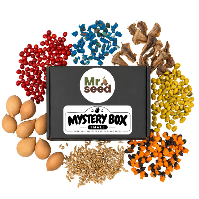 Mystery Box Small – nasiona roślin egzotycznych mr.seed