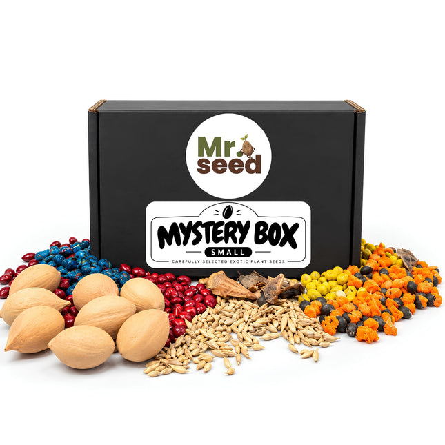 Mystery Box Small – nasiona roślin egzotycznych mr.seed