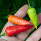Papryka chili Ají Benito – owoce w różnych fazach dojrzewania
