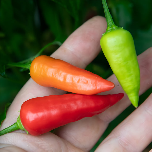 Papryka chili Ají Benito – owoce w różnych fazach dojrzewania
