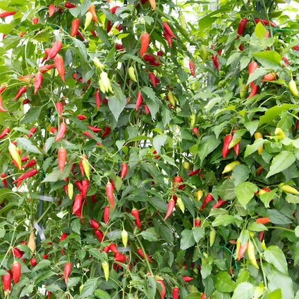 Papryka chili Ají Benito – owocująca roślina