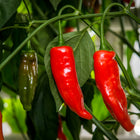 Papryka chili Ají Rojo – czerwone owoce na roślinie