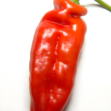 Papryka chili Ají Rojo – pojedynczy owoc