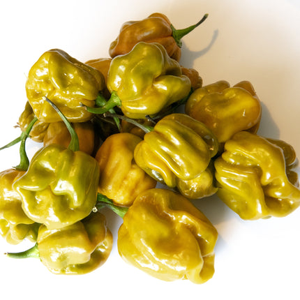 Papryka chili Habanero Mustard – musztardowe owoce
