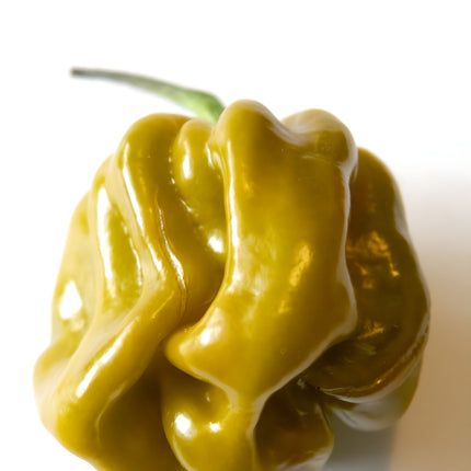 Papryka chili Habanero Mustard – pojedynczy owoc